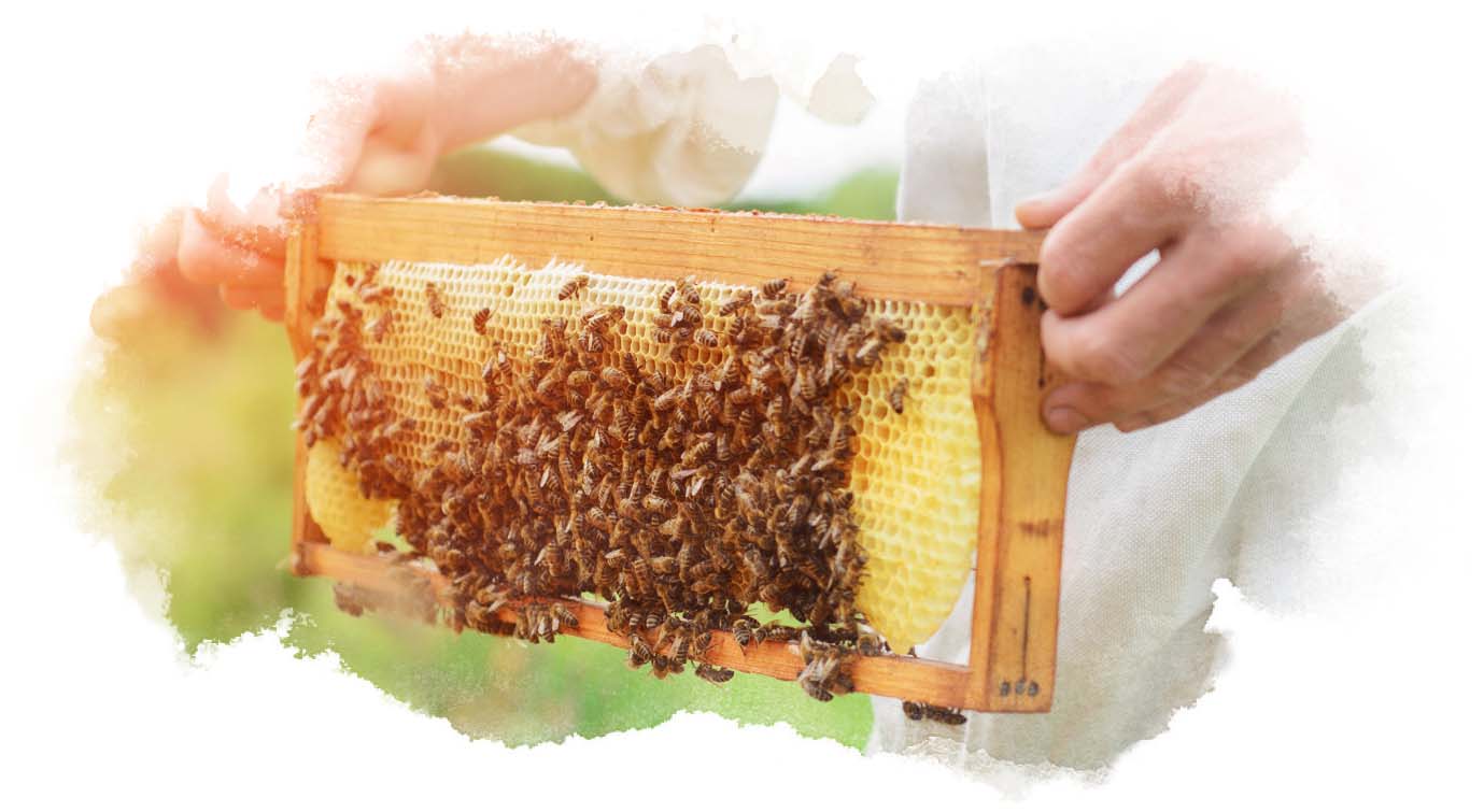 Včely a včelí úl