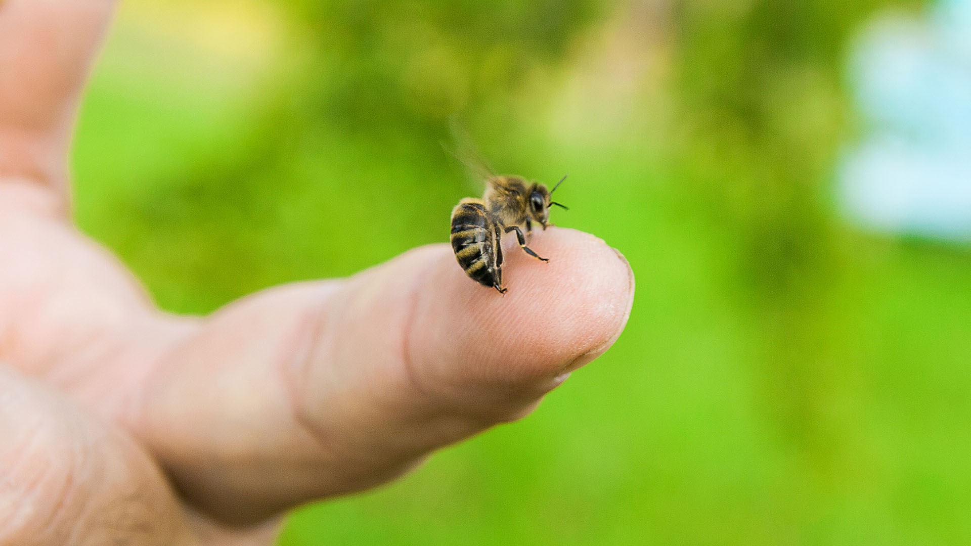 Co léčí včelí jed?